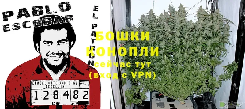 Бошки Шишки White Widow  где найти наркотики  Кизилюрт 